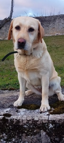 Sym dog Lozère - photo 2