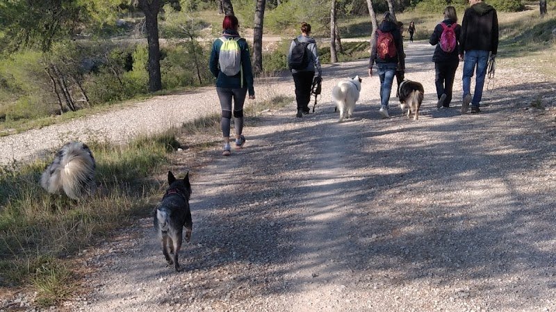 Doggy's Harmony - Alexandra MARIE - photo 1