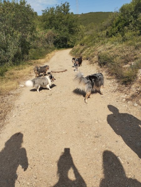 Doggy's Harmony - Alexandra MARIE - photo 3