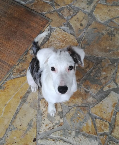 Humeurs de Chien - photo 2