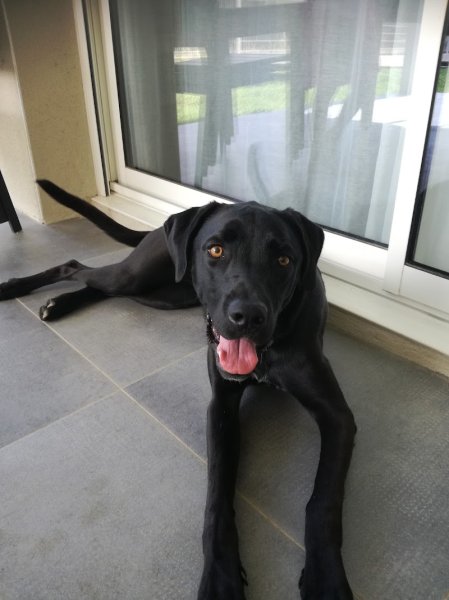 Humeurs de Chien - photo 3