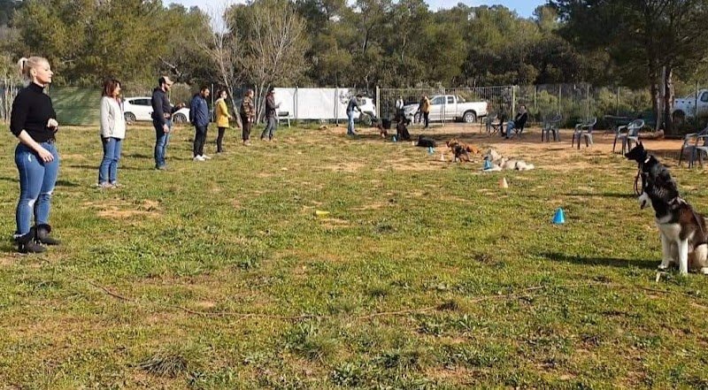 Camille Marchal - Obéi’Sens - Éducateur canin/ Comportementaliste