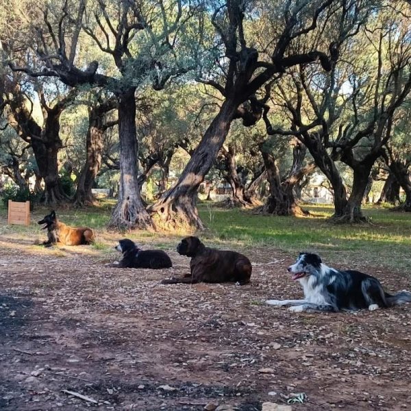Camille Marchal - Obéi’Sens - Éducateur canin/ Comportementaliste - photo 2