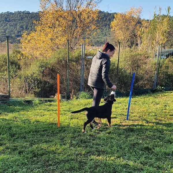 Camille Marchal - Obéi’Sens - Éducateur canin/ Comportementaliste - photo 3