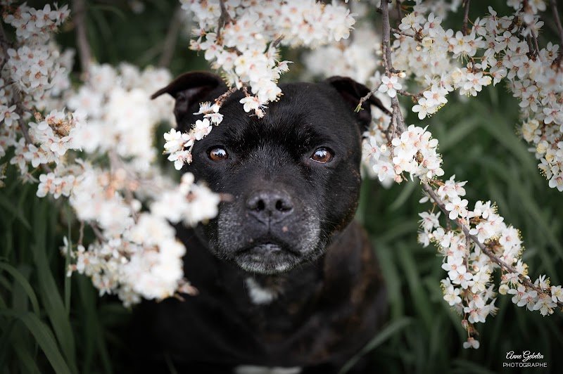 Educateur Canin Les Cœurs Sauvages