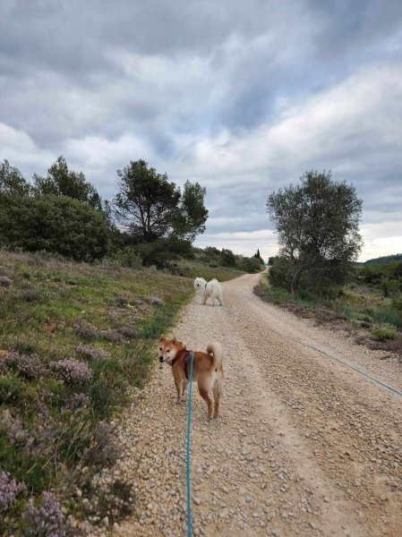 Educateur Canin Les Cœurs Sauvages - photo 2