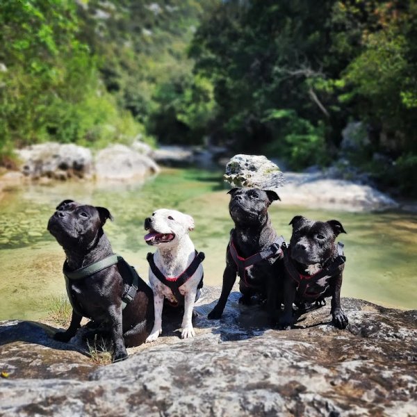 Educateur Canin Les Cœurs Sauvages - photo 3