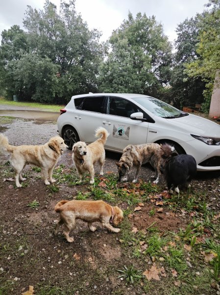 Em' & Les Animaux - Éducation & comportement canin - Garde d'animaux