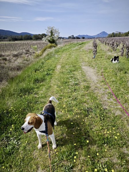 Em' & Les Animaux - Éducation & comportement canin - Garde d'animaux - photo 2