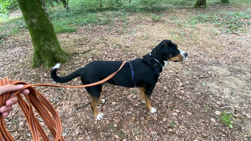 Leo Educ - Educateur canin comportementaliste - Rennes Fougères Vitré - Diplomé d’Etat