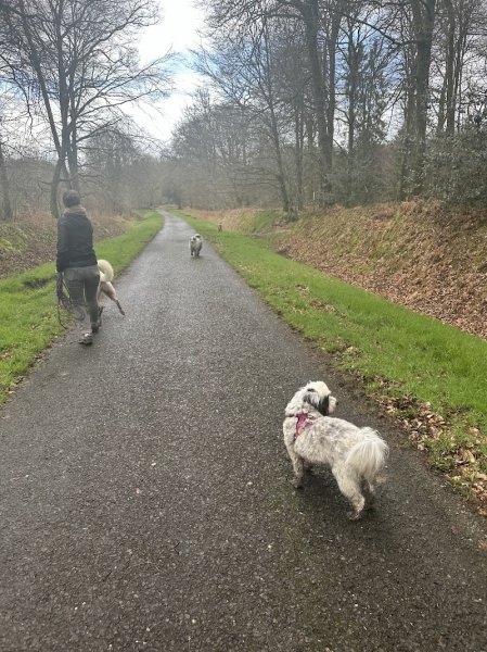 Leo Educ - Educateur canin comportementaliste - Rennes Fougères Vitré - Diplomé d’Etat - photo 2