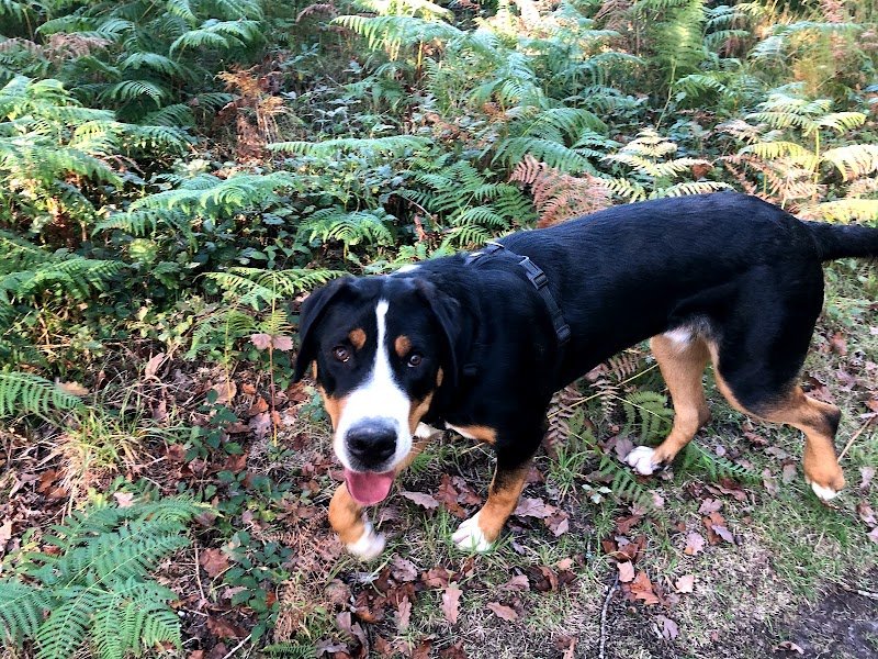 Leo Educ - Educateur canin comportementaliste - Rennes Fougères Vitré - Diplomé d’Etat - photo 3