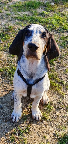 Doggy Family - Educateur comportementaliste canin