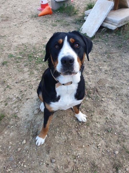 Doggy Family - Educateur comportementaliste canin - photo 3