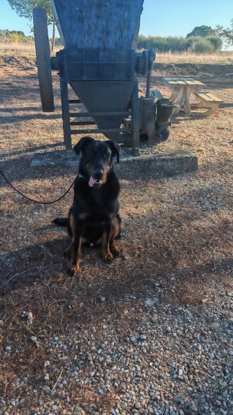 Élevage SEGURA éducateur canin - photo 2