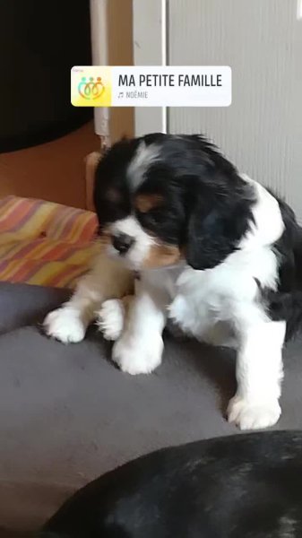 Élevage SEGURA éducateur canin - photo 3