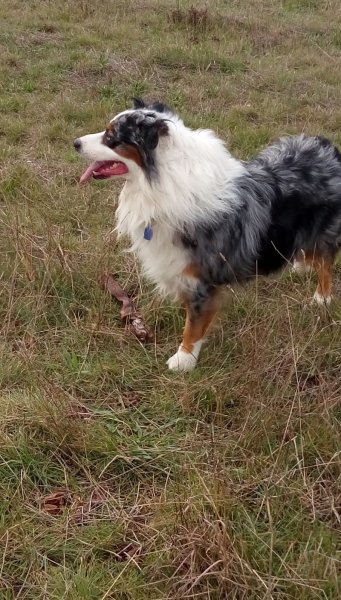 Centre canin du Mas des Crozes - photo 2