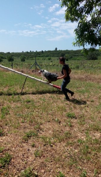 Centre canin du Mas des Crozes - photo 3