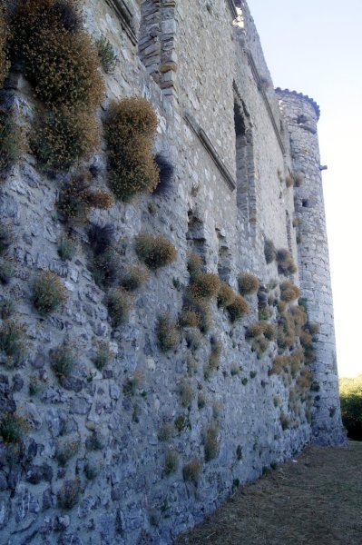 Active Dog - photo 1