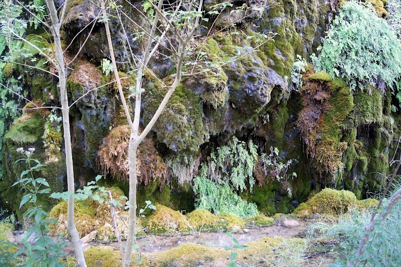 Active Dog - photo 2