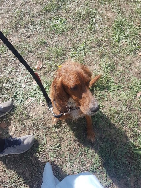 Nathalie DELMAS. Educateur canin comportementaliste diplômée d'état