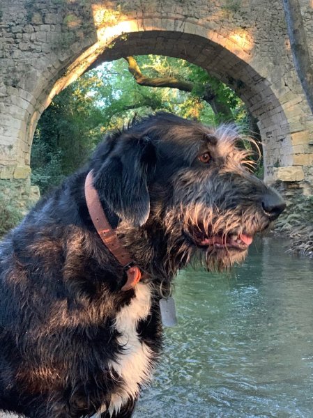 Nathalie DELMAS. Educateur canin comportementaliste diplômée d'état - photo 2