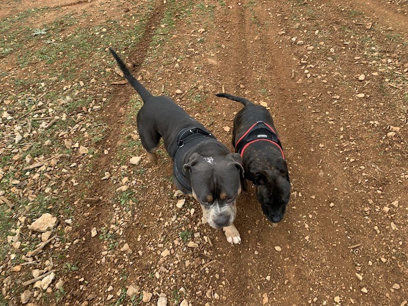 Nathalie DELMAS. Educateur canin comportementaliste diplômée d'état - photo 3