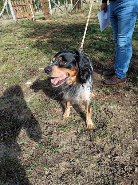 Personne & Bête - éducateur canin Lot - méthode positive - médiation animale - photo 3