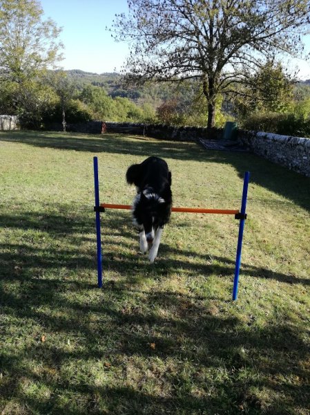 Casa Canis- Éducateur canin