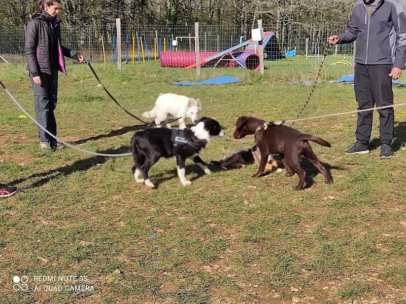 Casa Canis- Éducateur canin - photo 3