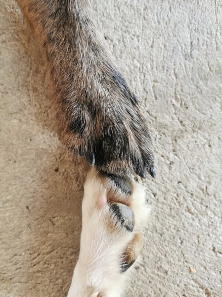 Éducation canine Pattounes et Nous - photo 1