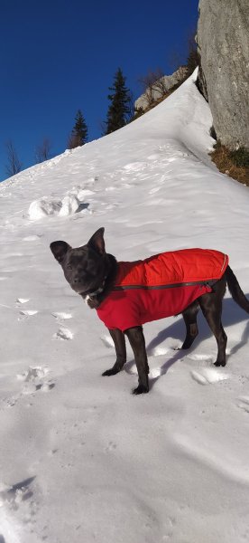 Entre Maîtres et Chiens - Marion Doncieux - photo 2
