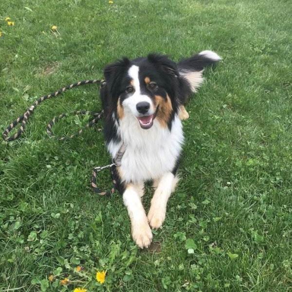 Entre Maîtres et Chiens - Marion Doncieux - photo 3