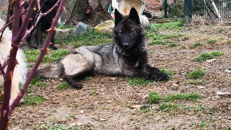 Partager sa Passion - Eduquer son Chien - photo 1