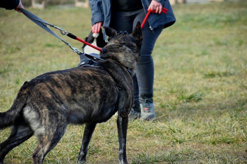 Partager sa Passion - Eduquer son Chien - photo 2