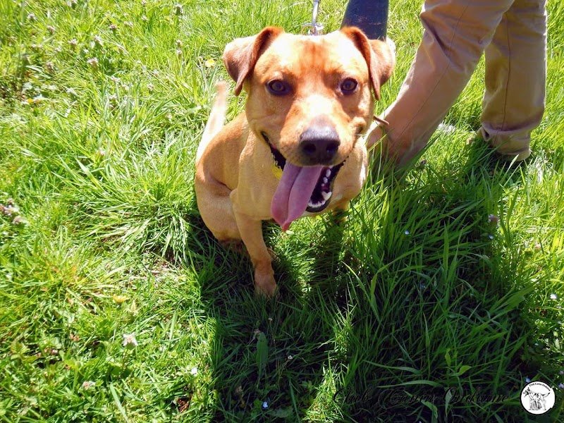 Club Canin Ondaine - photo 1