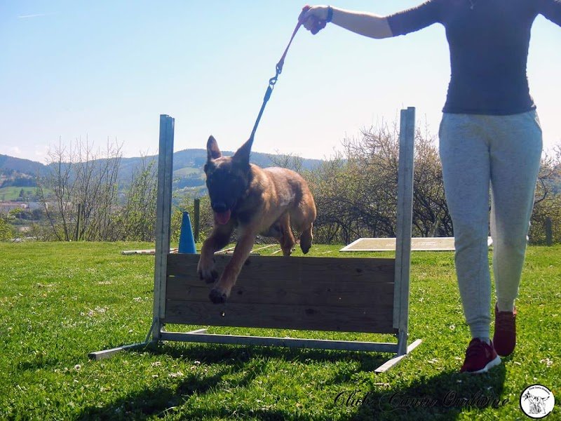 Club Canin Ondaine - photo 2