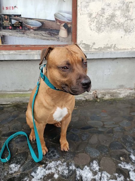 Symdog 15 éducation canine - photo 3