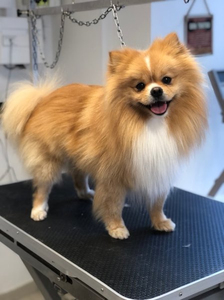 Cantal Chien - photo 1