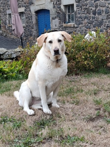 Cantal Chien - photo 2