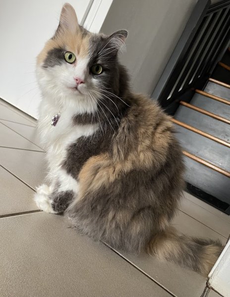 Cantal Chien - photo 3