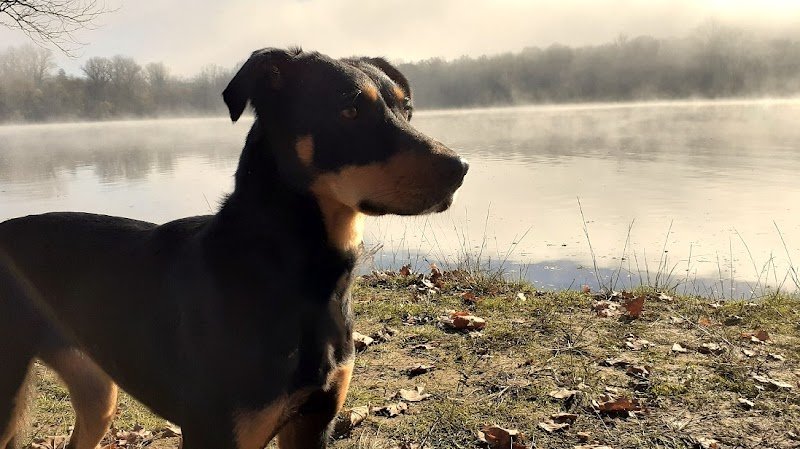 Educ Detec46 éducateur canin Lot