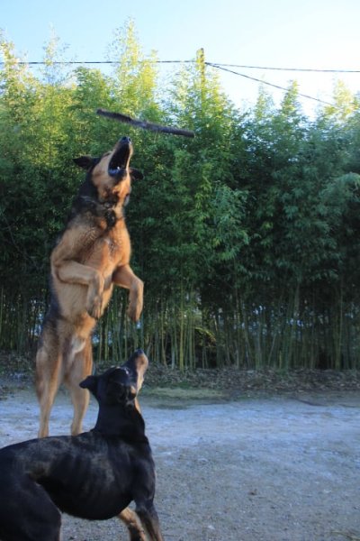 Educ Detec46 éducateur canin Lot - photo 2