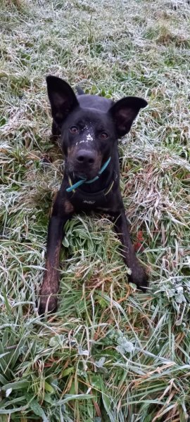 Educ Detec46 éducateur canin Lot - photo 3