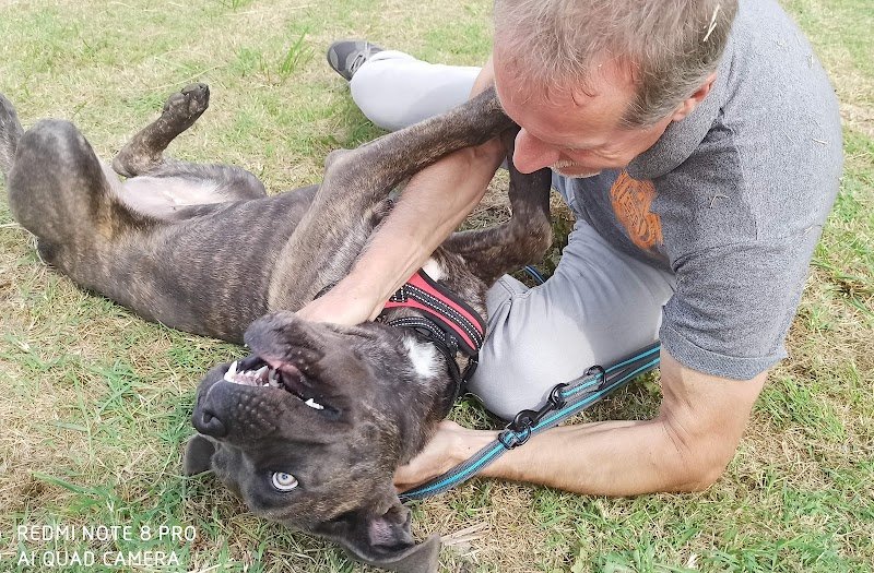 Educateur Comportementaliste Canin - Gilles MARAVELLE