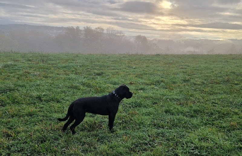 4 Pattes émoi Comportementaliste Félin Canin et Éducateur canin
