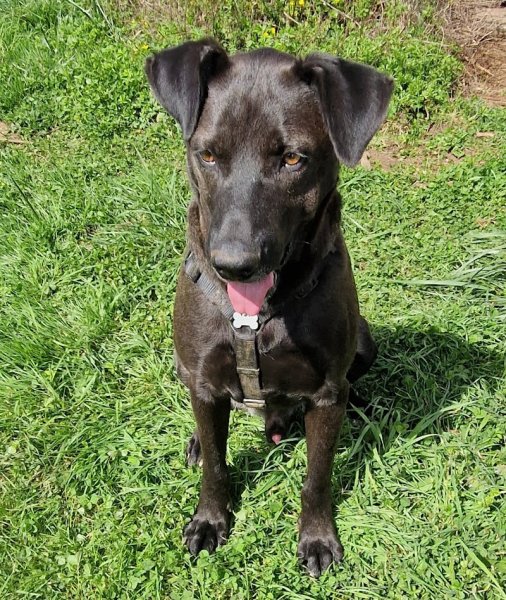 4 Pattes émoi Comportementaliste Félin Canin et Éducateur canin - photo 2