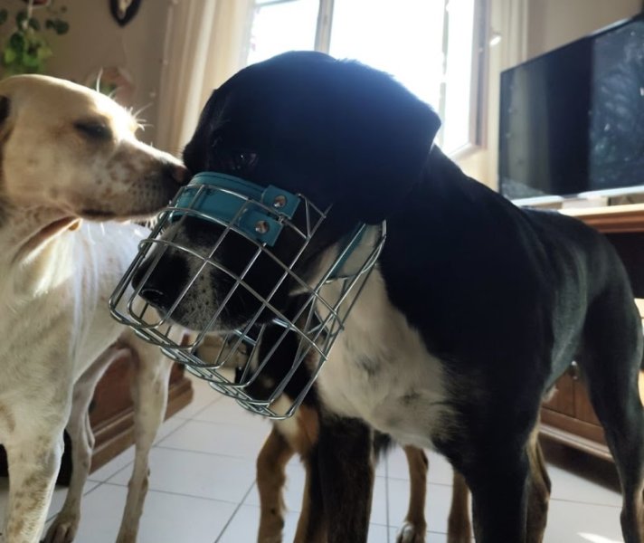 4 Pattes émoi Comportementaliste Félin Canin et Éducateur canin - photo 3