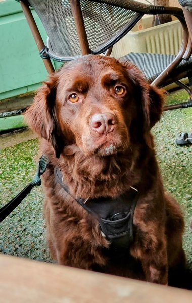 ô my dog - educateur comportementaliste canin - vanhuffel Florent lot 46 - photo 3