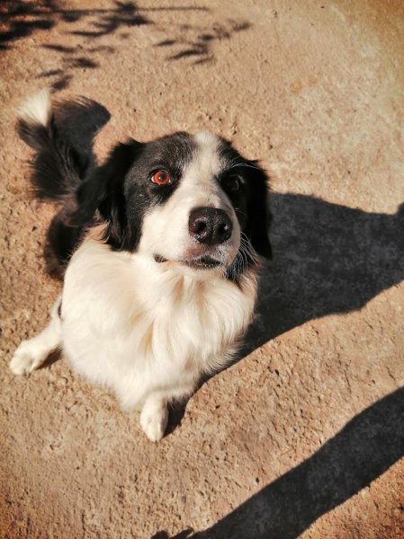 L'école des chiots à Decazeville - Educateur canin